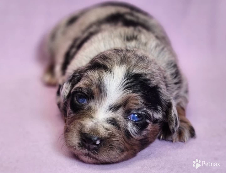 Citrine Miniature Australian Shepherd