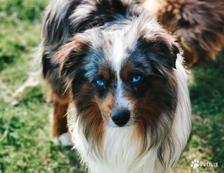 Oliver Miniature Australian Shepherd