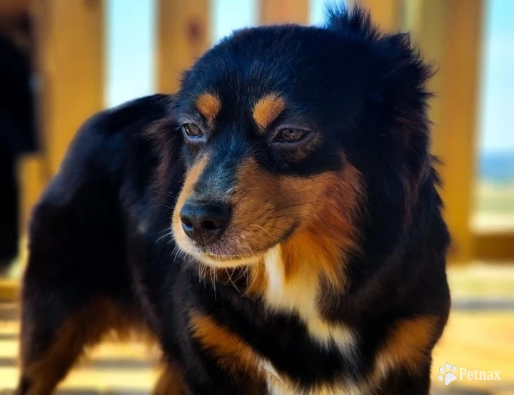 Millie Miniature Australian Shepherd