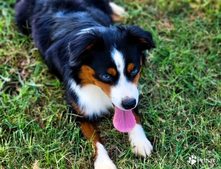 Mika Miniature Australian Shepherd