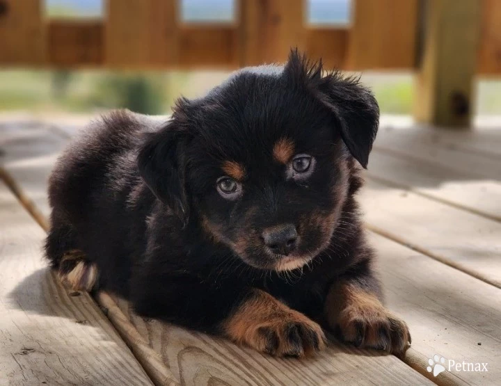 Mater Miniature Australian Shepherd