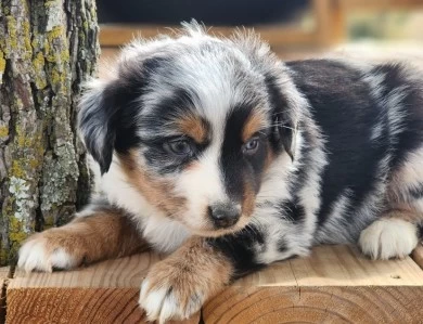 Sally Miniature Australian Shepherd