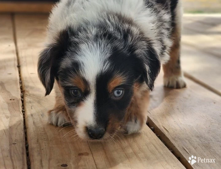 Sally Miniature Australian Shepherd