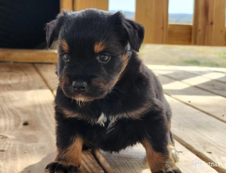 Marnie Miniature Australian Shepherd