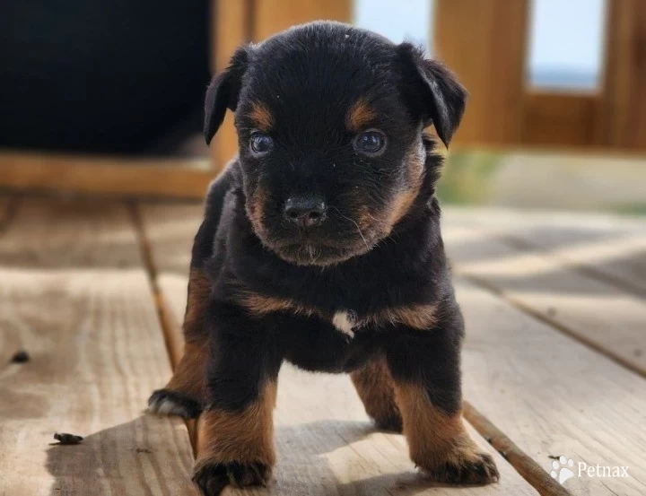 Luke Miniature Australian Shepherd