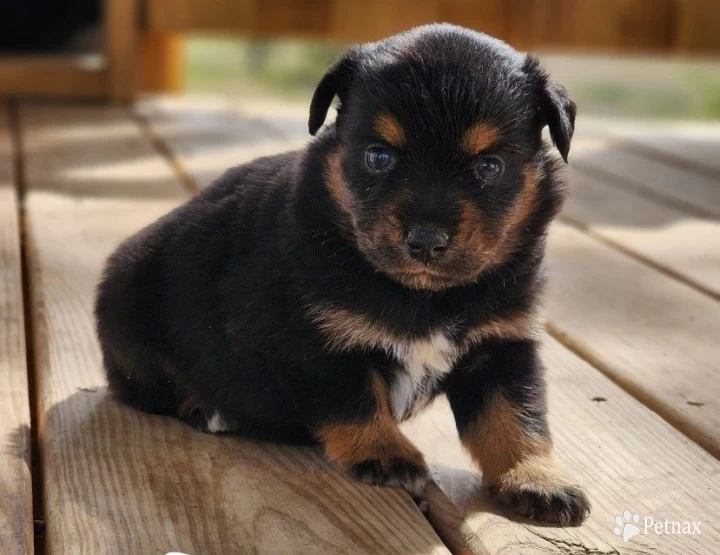 Sophie Miniature Australian Shepherd