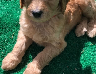 Coppers Mountain Goldendoodles