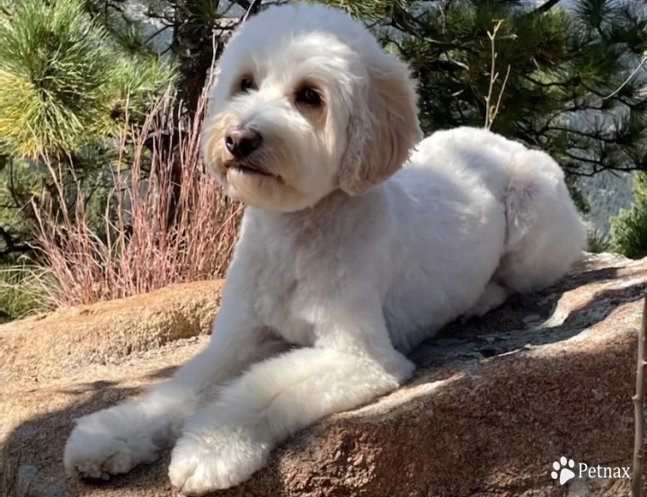 Toby Goldendoodle