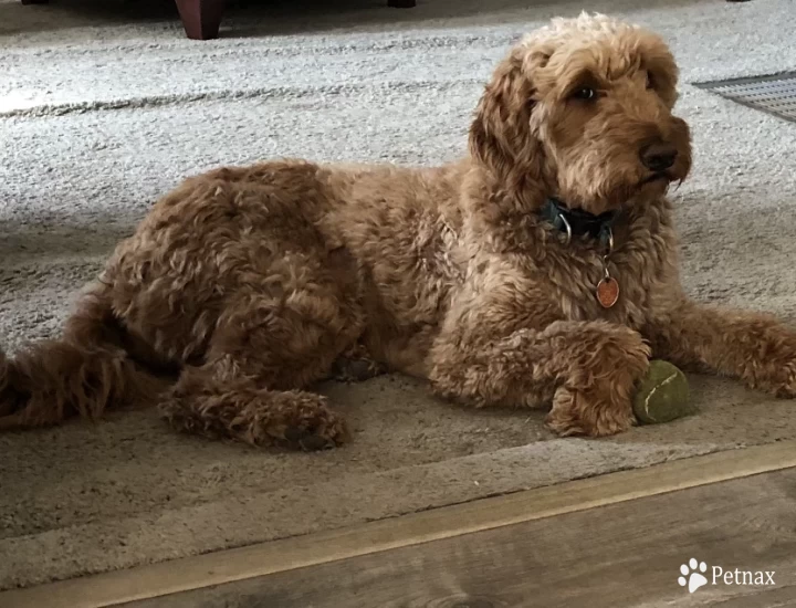 Copper Goldendoodle