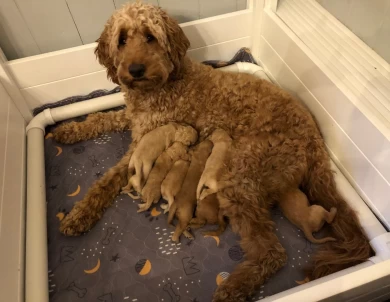 Copper Goldendoodle