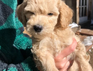 Humphrey Bogart Goldendoodle