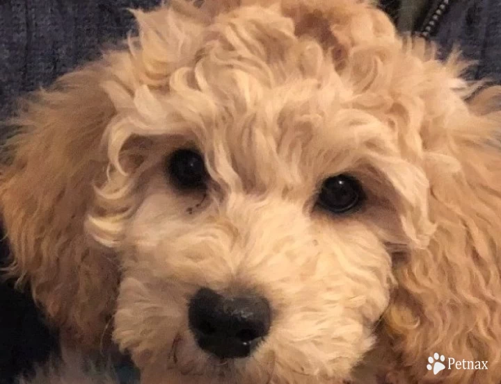 Humphrey Bogart Goldendoodle