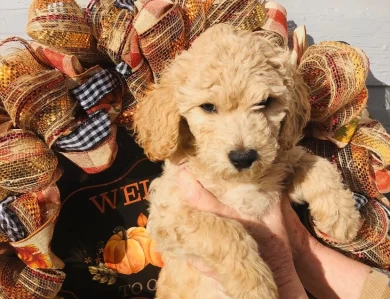 Humphrey Bogart Goldendoodle