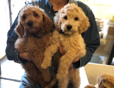 Humphrey Bogart Goldendoodle