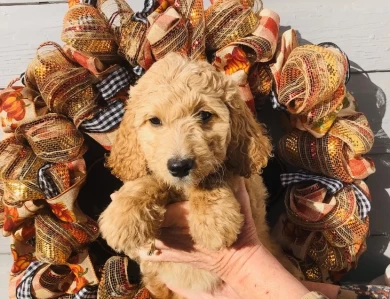 John Wayne Goldendoodle