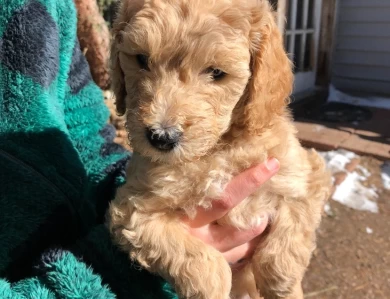 John Wayne Goldendoodle