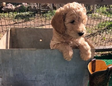 John Wayne Goldendoodle