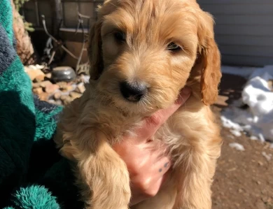 Judy Garland Goldendoodle