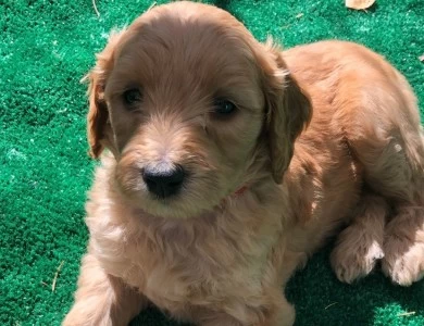 Judy Garland Goldendoodle