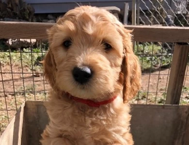 Judy Garland Goldendoodle