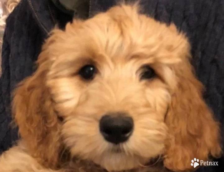 Judy Garland Goldendoodle