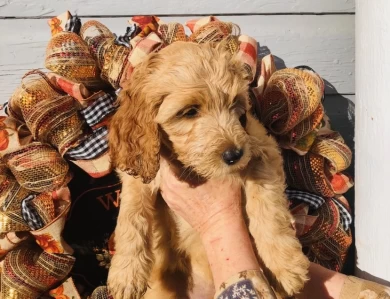 Judy Garland Goldendoodle