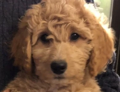 Betty White Goldendoodle