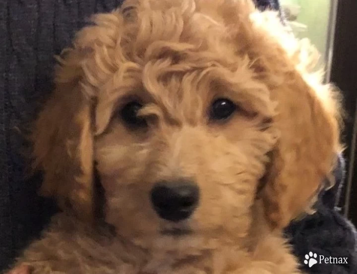 Betty White Goldendoodle