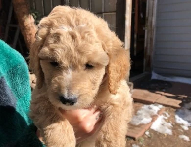 Betty White Goldendoodle