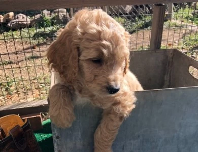 Betty White Goldendoodle