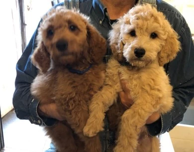 Frank Sinatra Goldendoodle