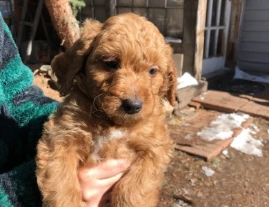 Frank Sinatra Goldendoodle