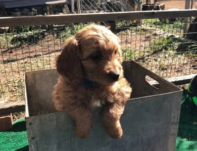 Frank Sinatra Goldendoodle