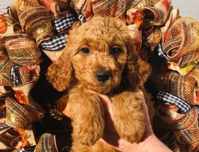 Frank Sinatra Goldendoodle