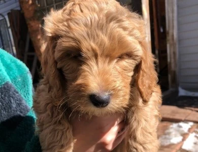 Elizabeth Taylor Goldendoodle