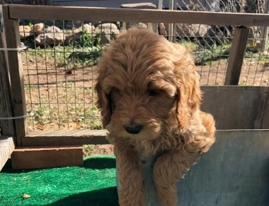 Elizabeth Taylor Goldendoodle