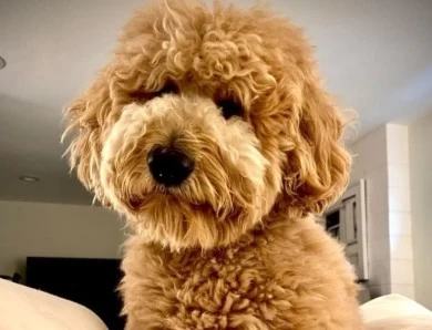 Health-tested Goldendoodles