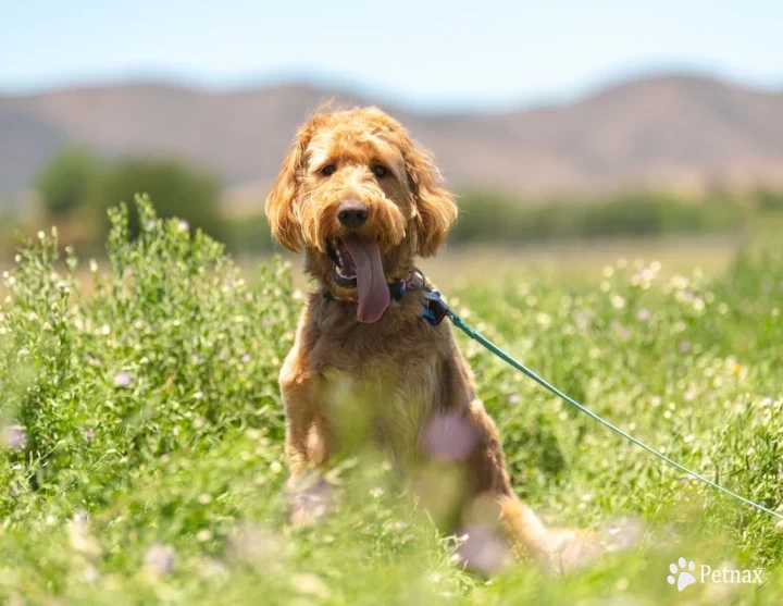 Apricot P&G's Duke Goldendoodle