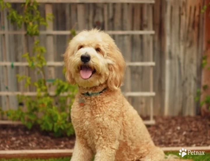 Apricot P&G's Finley Goldendoodle