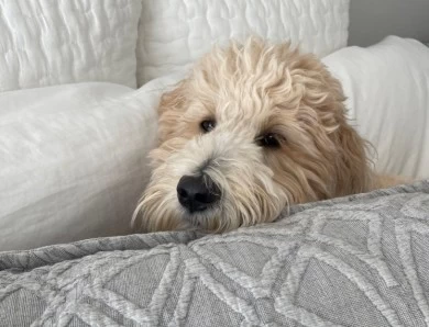 Apricot P&G's Finley Goldendoodle