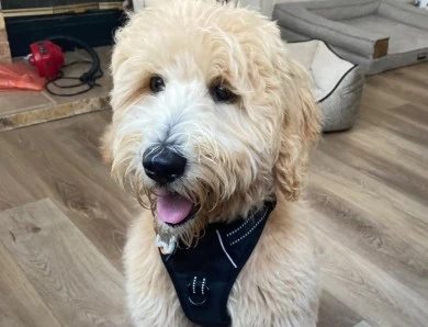 Apricot P&G's Finley Goldendoodle