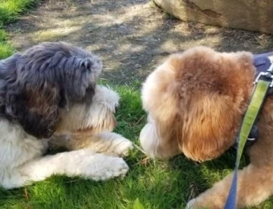 Asher farms ACE Australian Labradoodle