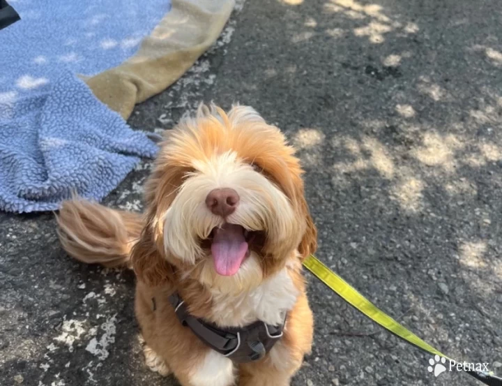 Asher farms ACE Australian Labradoodle