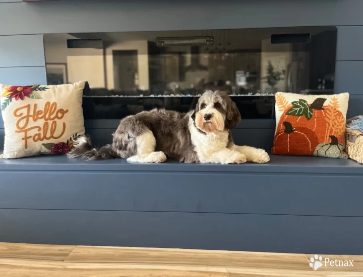 Brooklyn  Australian Labradoodle