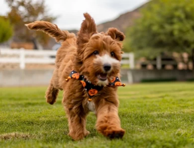 Autumn Harvest Avonna  Australian Labradoodle