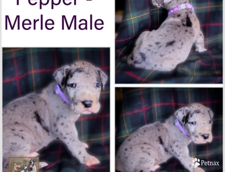 Pepper Great Dane