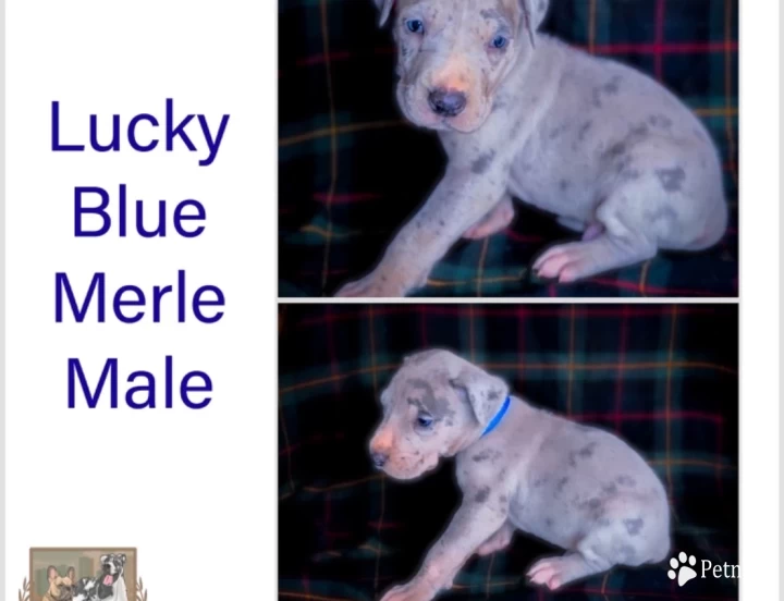 Lucky Great Dane