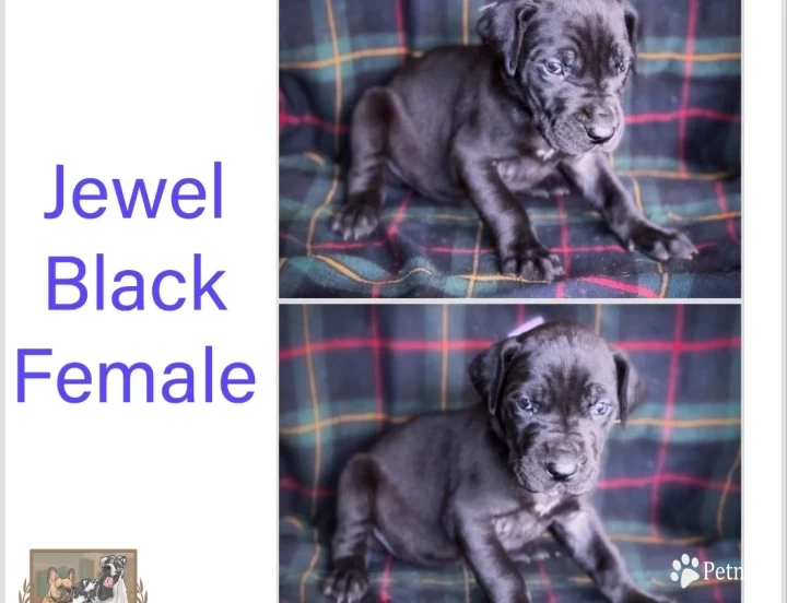 Jewel Great Dane