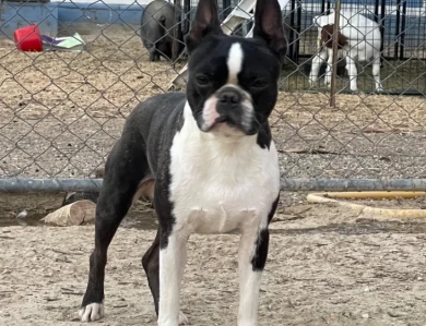 Roger Boston Terrier