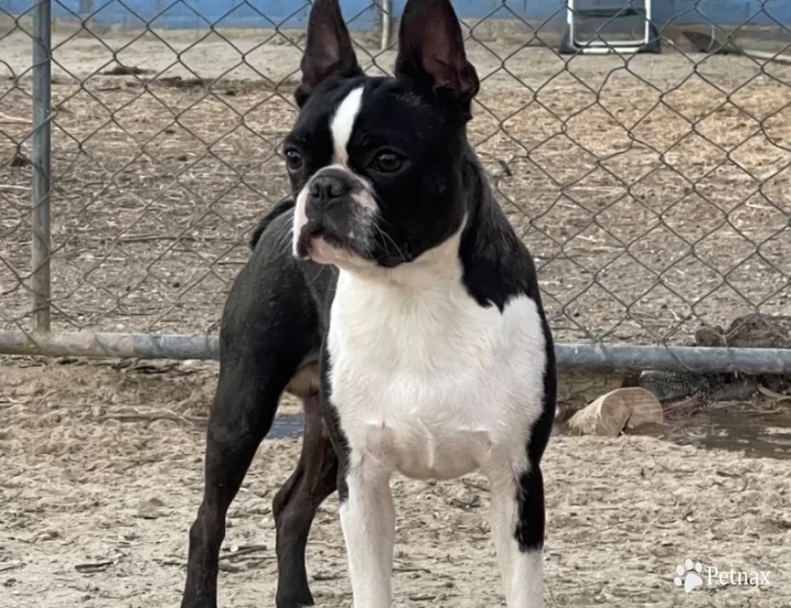 Roger Boston Terrier